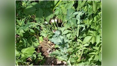 '​Kartoshka orasiga ekilgan ko`knori'ning rasmi