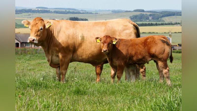 'O`zbekistonda qoramollarning naslini yaxshilash ishlari talab darajasidami?'ning rasmi