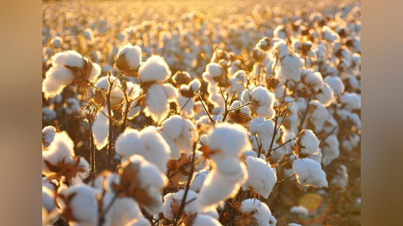 Изрображение 'В СУРХАНДАРЬЕ ХЛОПКОВЫХ ПЛОЩАДЕЙ СТАНЕТ НА 26 ТЫСЯЧ ГЕКТАРОВ МЕНЬШЕ'