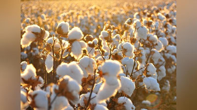 Изрображение 'В СУРХАНДАРЬЕ ХЛОПКОВЫХ ПЛОЩАДЕЙ СТАНЕТ НА 26 ТЫСЯЧ ГЕКТАРОВ МЕНЬШЕ'