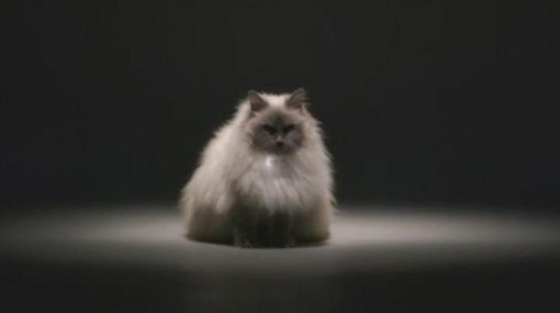 Изрображение 'В США показали кошачий ошейник со встроенным "переводчиком" мяуканья'