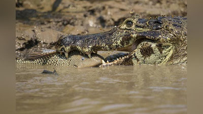 'Och qolgan timsoh cho`ponni o`ldirdi 'ning rasmi
