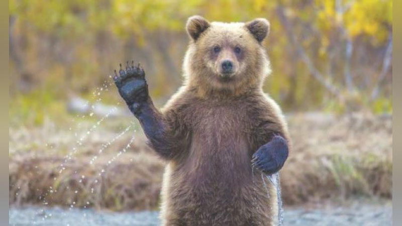 'Япониялик қария қуролсиз равишда ўзини айиқдан ҳимоя қилди 'ning rasmi