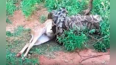 '4 метрли бўғма илон сайёҳларнинг кўз ўнгида  буғуни бутунлай ютиб юборди (Видео)'ning rasmi