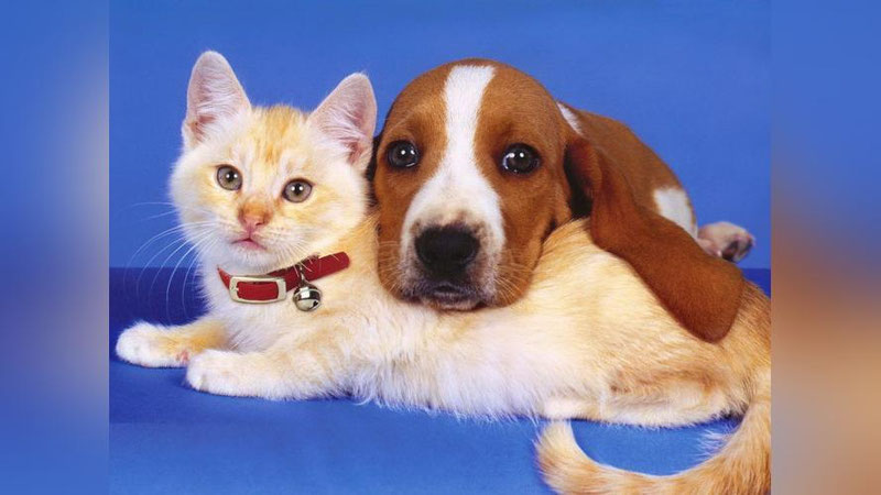 '​KO`P QAVATLI UYLARDA NEChTA IT VA MUShUK SAQLASh MUMKIN?'ning rasmi