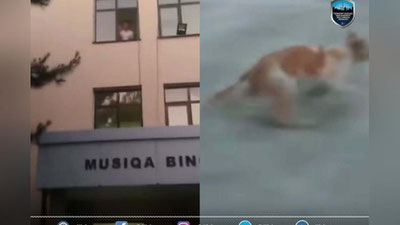 'Тошкентда мушукни деразадан улоқтирган боланинг шахси аниқланиб, отасига жарима солинди'ning rasmi