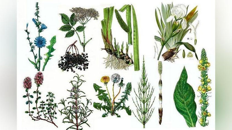 'Янги ташкил этиладиган ўсимликлар клиникасига қандай имтиёзлар берилади?'ning rasmi