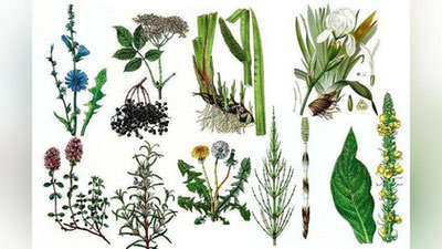 'Янги ташкил этиладиган ўсимликлар клиникасига қандай имтиёзлар берилади?'ning rasmi