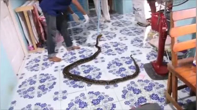 '​БОЛАНИНГ КАРАВОТИ ТАГИДАН УЛКАН БЎҒМА ИЛОН ТОПИЛДИ (ВИДЕО)'ning rasmi