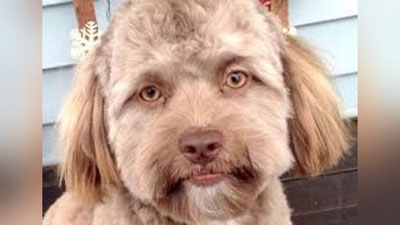 'Инсонга ўхшайдиган  итнинг фотосурати ижтимоий тармоқ фойдаланувчиларини ҳайратга солди'ning rasmi