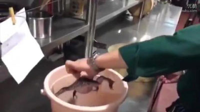 'Pichoqni ko`rgan qurbaqa miyovlab yubordi (Video) 'ning rasmi