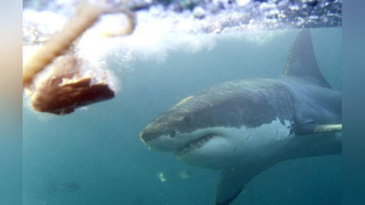 'Plyajda dam olayotgan sayyohlarga akula hujum qildi (Video) 'ning rasmi