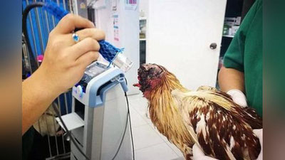 'Боши танасидан жудо қилинган товуқ яшашда давом этмоқда'ning rasmi