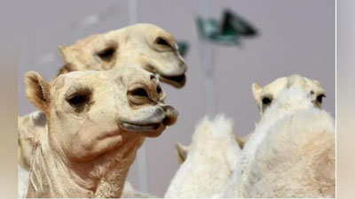 'Араблар нега туяларда жарроҳлик амалиёти ўтказишади?'ning rasmi