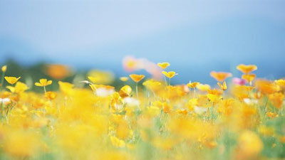 'Yakshanba kuni havo harorati 42 darajagacha ko`tariladi'ning rasmi