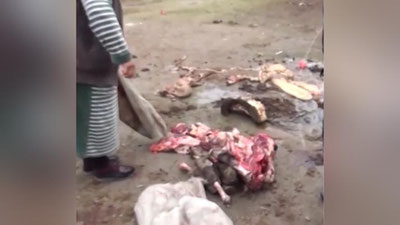 'Фарғонада тамаддихоналарга эшак гўшти етказиб берган шахслар қўлга олинди (видео)'ning rasmi