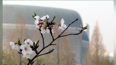 '14 март куни кутилаётган об-ҳаво маълумоти'ning rasmi