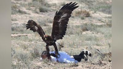 Изрображение 'БЕРКУТ НАПАЛ НА 8-ЛЕТНЮЮ ДЕВОЧКУ НА ЭТНОФЕСТИВАЛЕ В КЫРГЫЗСТАНЕ (ВИДЕО)'