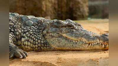 'Avstraliyada gigant timsoh ushlandi (foto)'ning rasmi