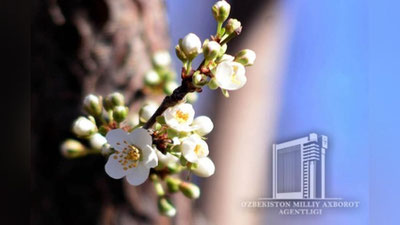 'Ўзбекистонда ҳаво ҳарорати 28 даражагача кўтарилмоқда  'ning rasmi