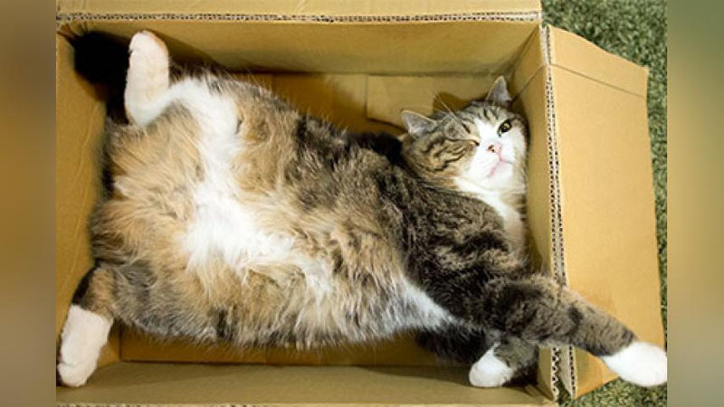 'Dunyoning eng mashhur mushugi Ginness rekordlar kitobiga kirdi'ning rasmi