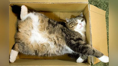 '​Dunyoning eng mashhur mushugi Ginness rekordlar kitobiga kirdi'ning rasmi