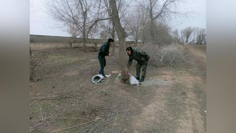 'Жиззахда 42 туп қайрағоч кесиб кетилди'ning rasmi