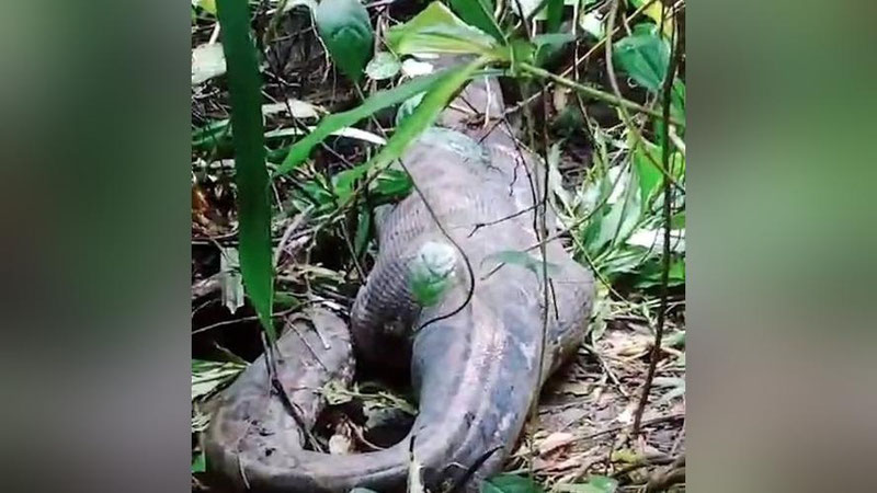 'Indoneziyada besh metrli piton ayolni butunligicha yutib yubordi'ning rasmi