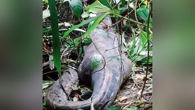 'Indoneziyada besh metrli piton ayolni butunligicha yutib yubordi'ning rasmi