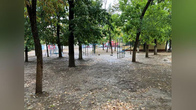 'Toshkentda yana o`nlab qimmatbaho daraxtlar kesilish arafasida'ning rasmi