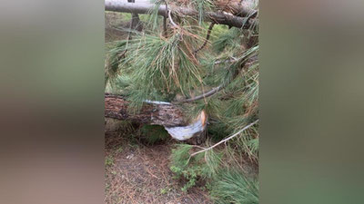 'Тошкентда қимматбаҳо дарахтларга "суиқасд" уюштирилди'ning rasmi