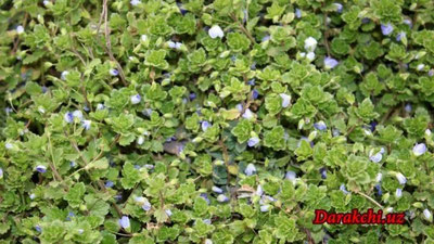 'Бугун Ўзбекистонда 35 даражагача иссиқ бўлади - "Ўзгидромет"'ning rasmi