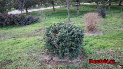 'Бугун Ўзбекистонда ҳарорат кўтарилади'ning rasmi