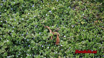 'Бугун Ўзбекистон бўйича илиқ об-ҳаво сақланиб туради, фақат иккита ҳудудда ёмғир ёғади'ning rasmi