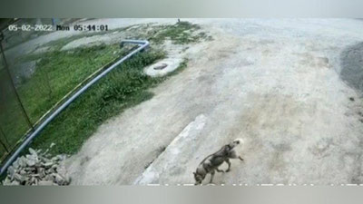 'Зоминдаги аҳоли яшаш жойларида бўрилар изғиб юргани айтилди'ning rasmi