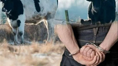 'Фарғонада маҳалладошининг 19 бош қорамолини олиб, пулларини бермай алдаб юрган шахс жавобгарликка тортилди'ning rasmi