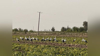 'Qashqadaryoning Yakkabog` tumaniga minglab laylaklar noodatiy tarzda qo`nib o`tdi(foto-video)'ning rasmi