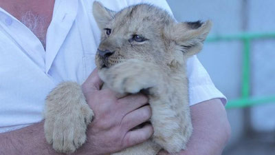 'Nukus hayvonot bog`ida saqlanayotgan Afrika ona sheri bolaladi'ning rasmi