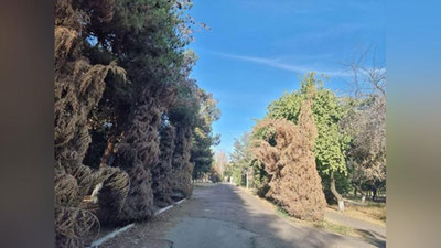 'Toshkentdagi harbiy gospitalda daraxtlar quritilayotganiga munosabat bildirildi'ning rasmi