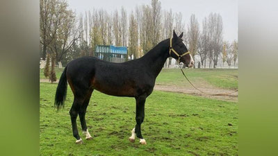 '"O`zbek tulpori" nomli yangi ot zoti yaratildi'ning rasmi