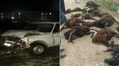 'Surxondaryoda "Jiguli” haydovchisi 30 bosh qo`yni urib yubordi'ning rasmi