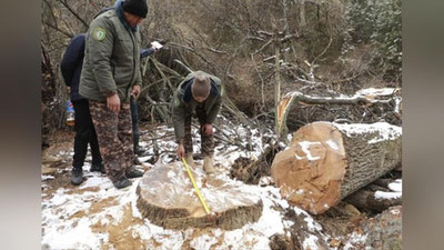 'Surxondaryoda salkam 60 ta daraxt kesib ketildi'ning rasmi