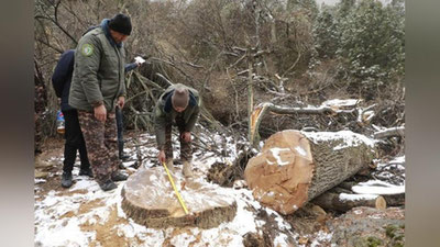 'Surxondaryoda 51 tup daraxt noqonuniy kesib tashlangani aniqlandi'ning rasmi