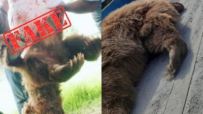 'Chiroqchigi qishloqda oralab yurgan ayiqning o`ldirilgani bo`yicha ma`lumotlar ochiqlandi'ning rasmi