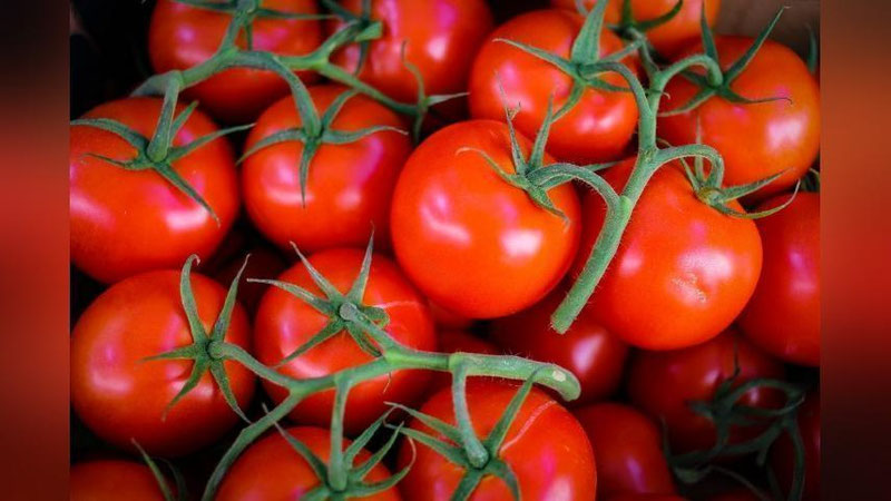 'Ўзбекистон помидорларида хавфли вирус аниқлангани айтилмоқда'ning rasmi