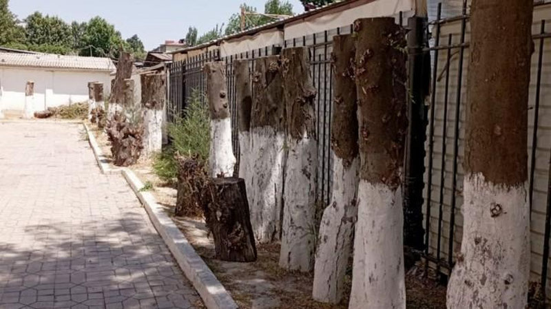 'Toshkentdagi maktab hovlisida 26 tup daraxtni kesgan erkakka jinoyat ishi qo`zg`atildi'ning rasmi