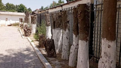 'Toshkentdagi maktab hovlisida 26 tup daraxtni kesgan erkakka jinoyat ishi qo`zg`atildi'ning rasmi