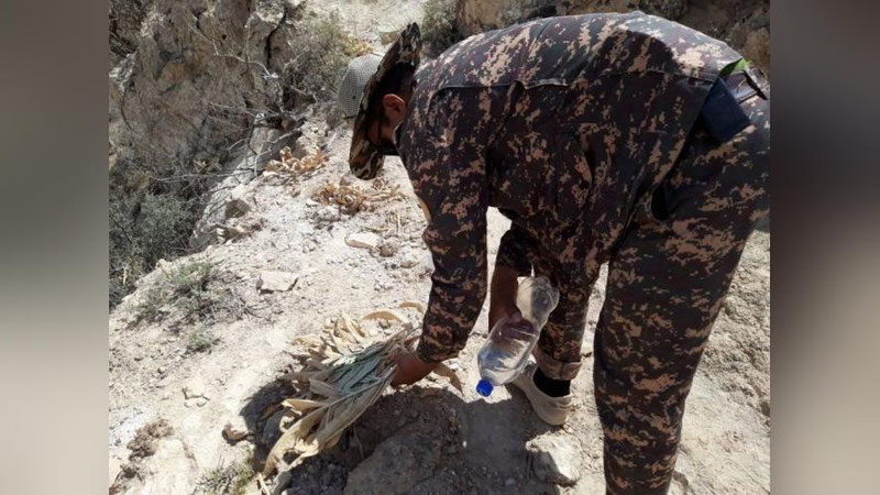 'Surxondaryoda zarar miqdori 40 mln so`m bo`lgan 81 ta kavrak o`simligi kesib tashlandi'ning rasmi