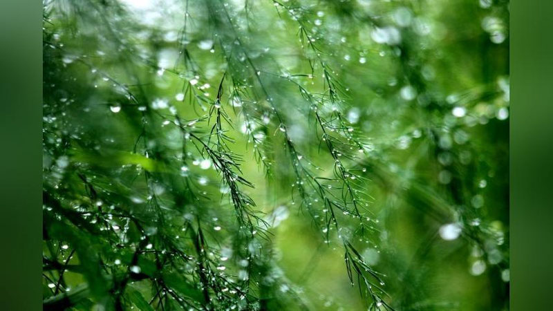 'Bugun 5 ta viloyatda qisqa muddatli yomg`ir yog`ishi mumkin'ning rasmi