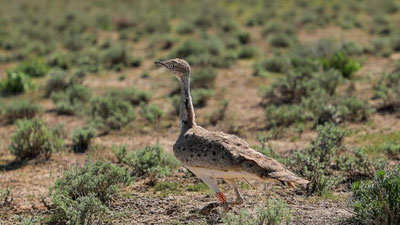 'Navoiyda O`zbekiston Qizil kitobiga kiritilgan 600 ta yo`rg`a tuvaloq tabiatga qo`yib yuborildi'ning rasmi